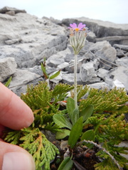 Primula laurentiana