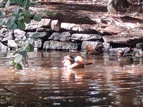 Mandarin Duck