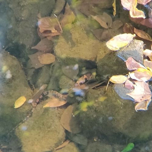 Midland Watersnake