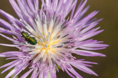 Psilothrix viridicoerulea