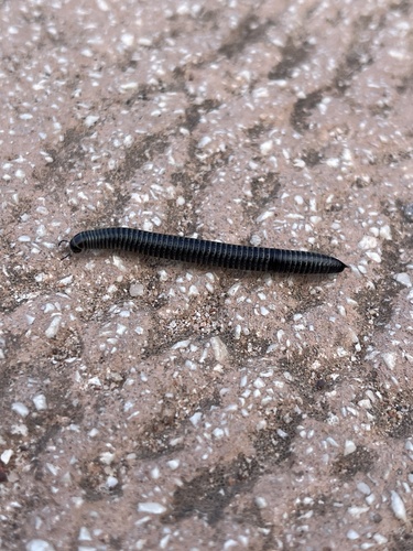 Striped Millipede