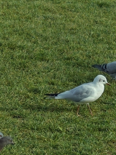 Black-headed Gull