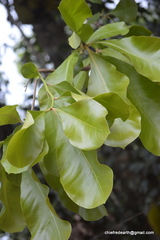 Careya arborea