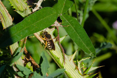 Rhodanthidium septemdentatum