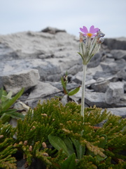 Primula laurentiana