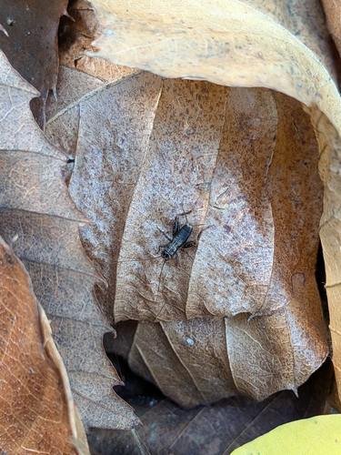 Wood Cricket