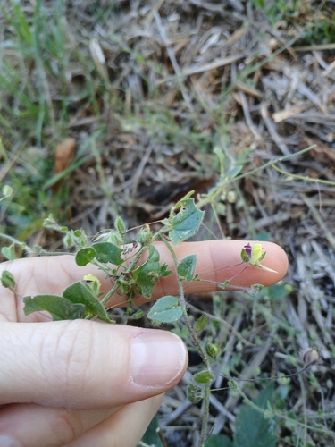 Sharp-leaved Fluellen