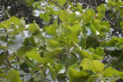 Careya arborea