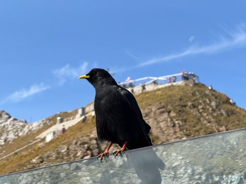 Yellow-billed Chough