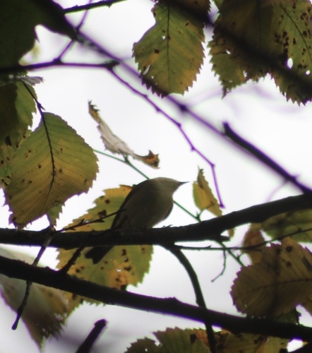 iNaturalist image