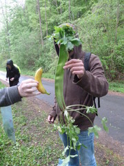 Ranunculus lanuginosus