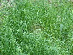 Festuca subverticillata