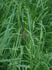 Festuca subverticillata