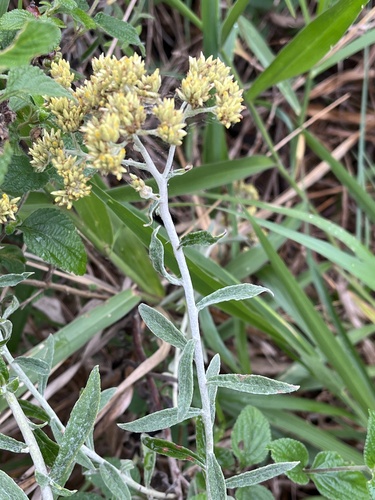 Achyrocline saturejoides