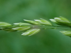 Festuca subverticillata