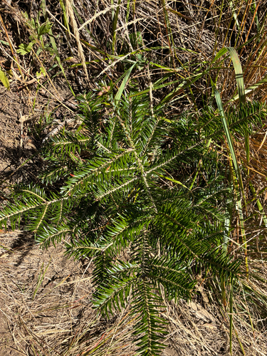 Abies nordmanniana, 2026-10-03