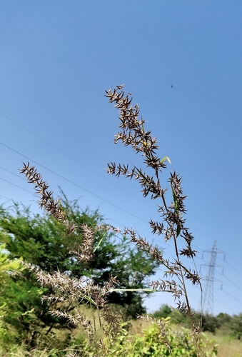 Apluda mutica observed 2026-10-02