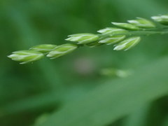 Festuca subverticillata