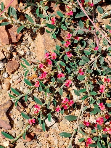 Indigofera linifolia observed 2026-10-02