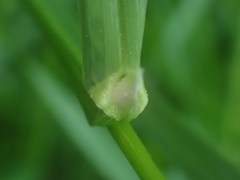 Festuca subverticillata