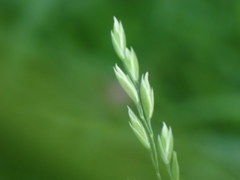Festuca subverticillata