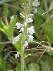 Polygala serpyllifolia