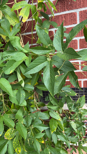 purple passionflower