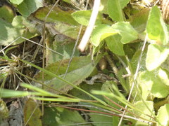 Polygala serpyllifolia