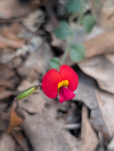 Chorizema rhombeum, 2026-10-03