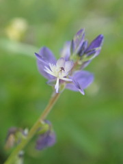 Polygala serpyllifolia
