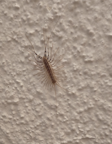 House Centipede