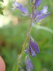Polygala serpyllifolia