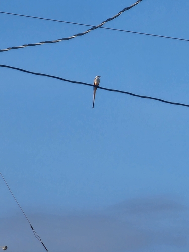 Scissor-tailed Flycatcher