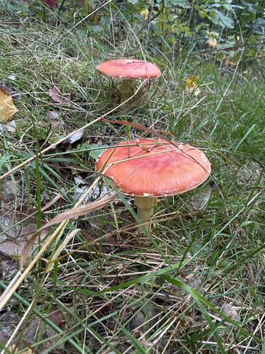 Fly Agaric