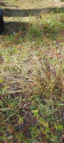 Eragrostis refracta observed 2026-10-03