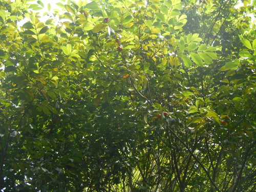 Eugenia involucrata observed 2026-10-03