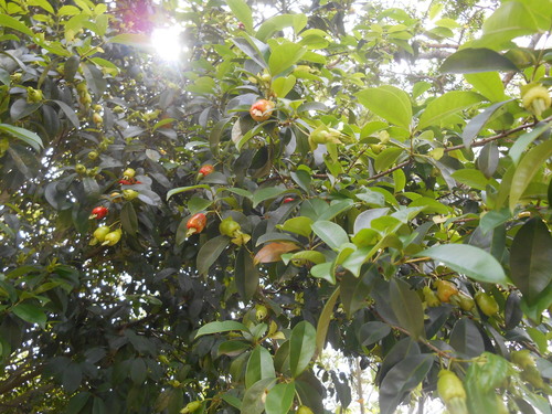Eugenia involucrata observed 2026-10-03