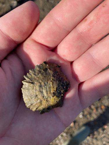 Ostrea chilensis observed 2026-10-03