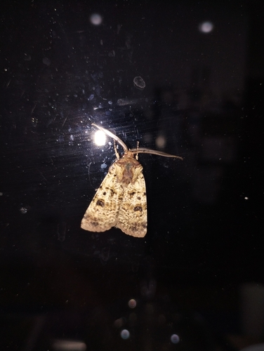 Variable Cutworm