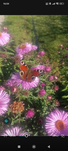 European Peacock Butterfly