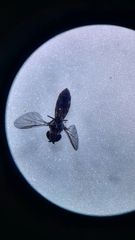 Syrphidae
