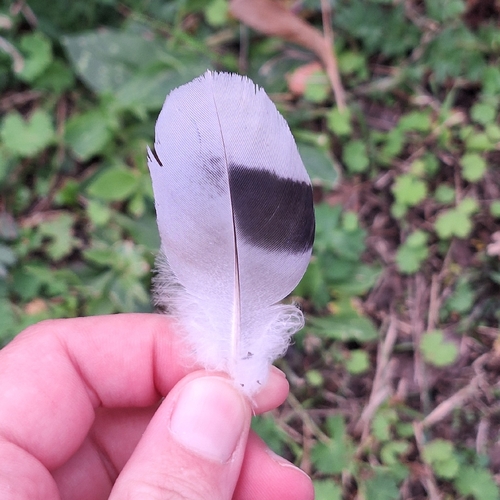 Feral Pigeon