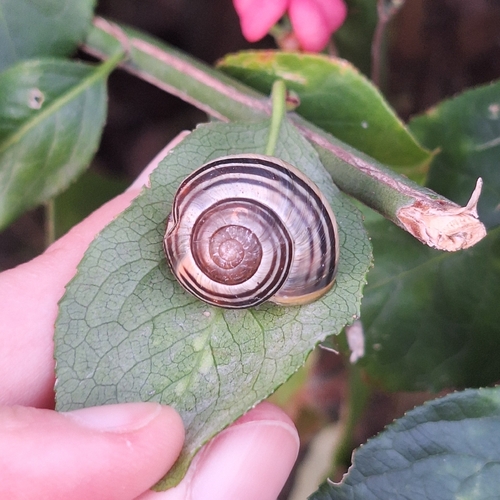 Cepaea