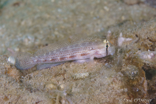 Gnatholepis cauerensis observed 2026-09-23