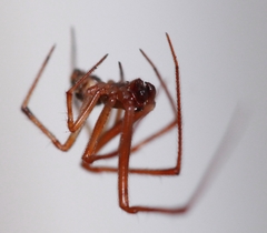Lepthyphantes