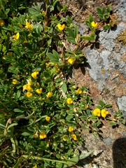 Acmispon wrangelianus