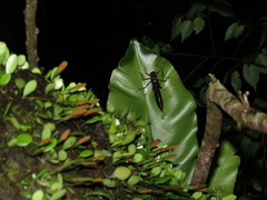 Polycanthagyna erythromelas