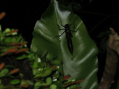 Polycanthagyna erythromelas