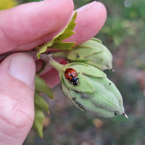 Ceratomegilla undecimnotata