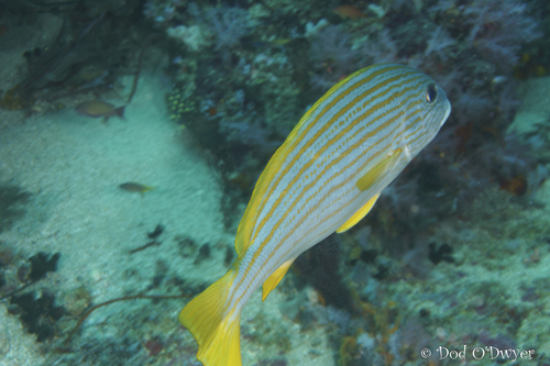 Plectorhinchus chrysotaenia observed 2026-09-25